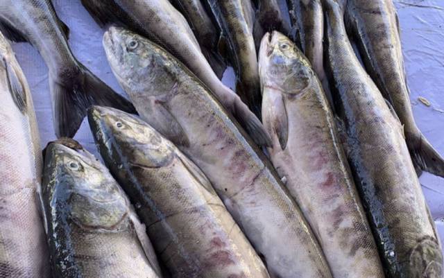 Stake(�й���)�ٷ���վ